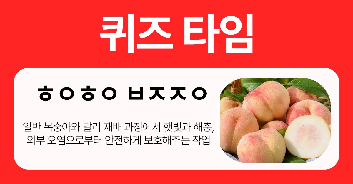 문제 : 일반 복숭아와 달리 재배 과정에서 햇빛과 해충, 외부 오염으로부터 안전하게 보호해주는 작업초성 :  ㅎㅇ...